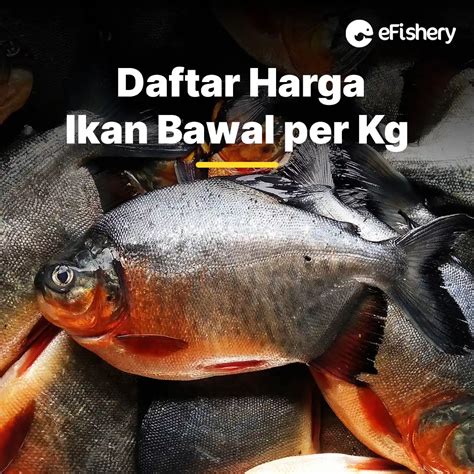 Harga Ikan Bawal Per Kg Terbaru dan Terupdate di Pasaran